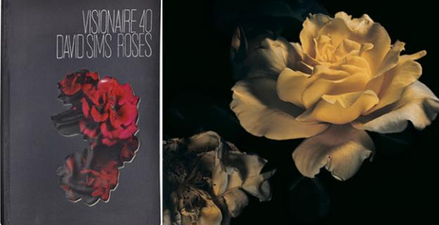 Art & Botany: David Sims Roses Art & Botany: David Sims Roses