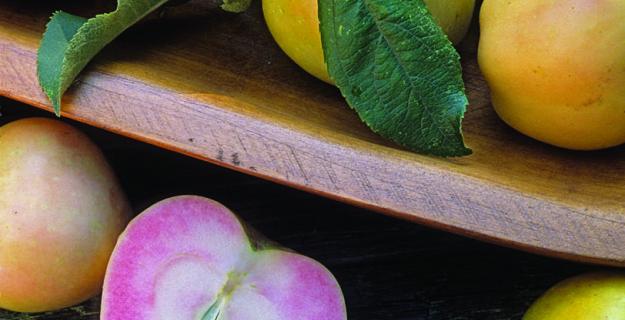 Plant Experts' Picks