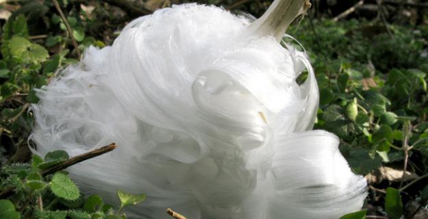 Frost Flowers