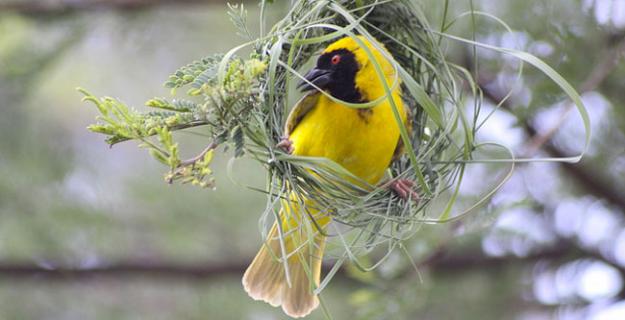 Textile in the Trees: Weaver Bird Nests