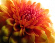 The Magic of Mums The Magic of Mums