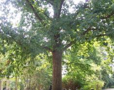 Botanic Notables: The Tree That Owns Itself