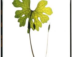 Art & Botany: Honour Hiers Photography
