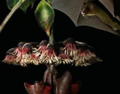 Botanic Notables: Acoustic Leaves in a Cuban Rainforest