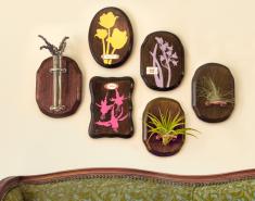 DIY Silhouettes, Air Plants & Wooden Plaques