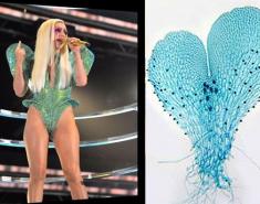 Botanic Notables: The Lady Gaga Fern
