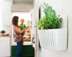 New Living Wall Planters: Less Wool-Like But More Woolly Than Ever