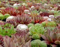 Add Old World Treasures to Your Garden