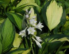 Design a Showy Flowerbed with These 5 Easy-Care Perennials Design a Showy Flowerbed with These 5 Easy-Care Perennials