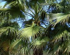 Internationally Popular Drought Resistant Plants Internationally Popular Drought Resistant Plants