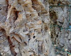 Botanic Notables: Quintessentially Mediterranean Quercus Botanic Notables: Quintessentially Mediterranean Quercus