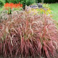 Garden Design