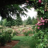 Heirloom Roses