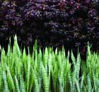 Garden Design