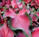 Garden Design