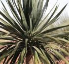 a-Dragon-Tree-Dracaena-draco_Credit-Renee-Immel
