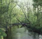 American Woodland 1_Photo Credit Rick Darke