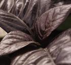 Fresh_Pseuderanthemum-Black-Varnish500