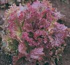 Lettuce-New-Red-Fire