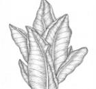 119-Tobacco_1.jpg