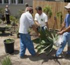 124-big_sunday_agave_1.jpg