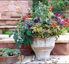 Container flowers

