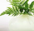 ferns 12
