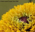 radiance black eyed susan from Ball

