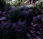 Gallery Big Sur 8
