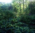 Gallery Understory 13
