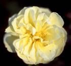 Gallery Roses 2
