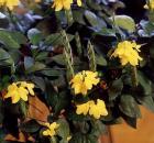 Gallery Houseplants 3
