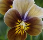 viola3_368.jpg