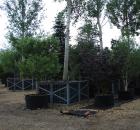 Garden Design