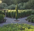 Healdsburg Potager