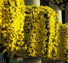 Garden Design