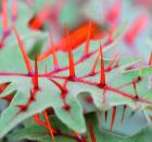 devil's thorn
