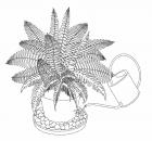 Garden Design - Fern Care 1