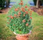 Garden Design - Ode on a Victorian Urn