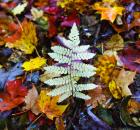 Garden Design - Ghost Fern