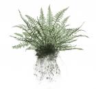 Garden Design - Japanese Tassel Fern
