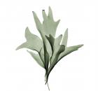 Garden Design - Staghorn Fern