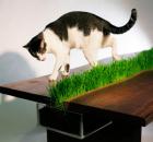 cat table planter