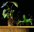 Garden Design - Black Magic 03
