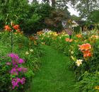 daylillies