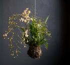 hanging orchid