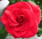 The Meaning of a Rose