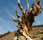 Methuselah