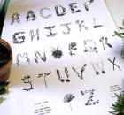 Plant Alphabet by Sasha Prood