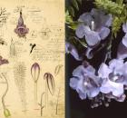 Jacaranda Sketch / Flower